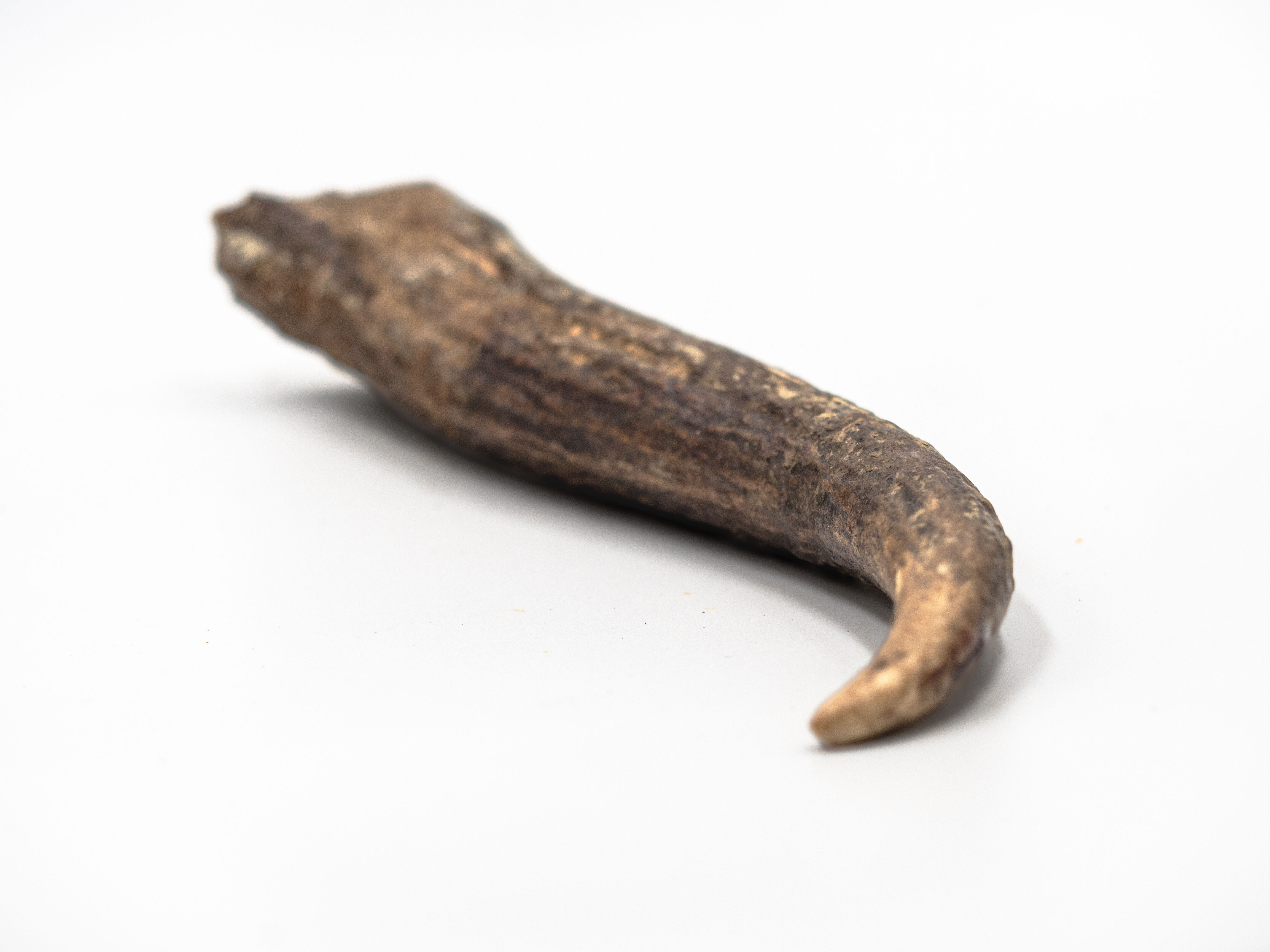 MAKOTTA Asta de Ciervo thumbnail