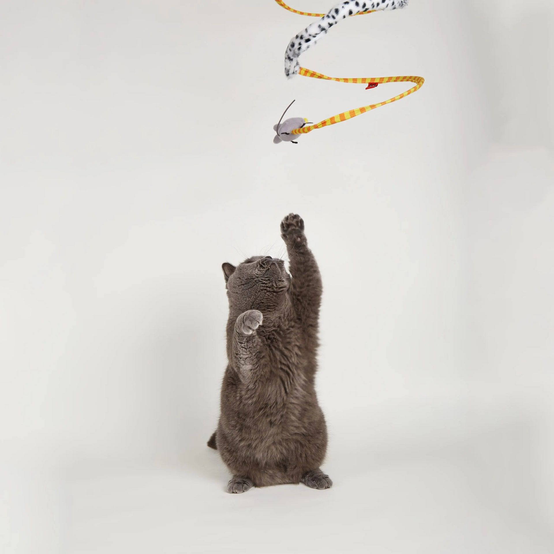 FOFOS | T&uacute;nel Espiral Safari L - Para Gato, , large Imagen numero 4