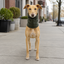 Gotoo Bufanda Polar Verde para perros, , large indicador imagen numero 1
