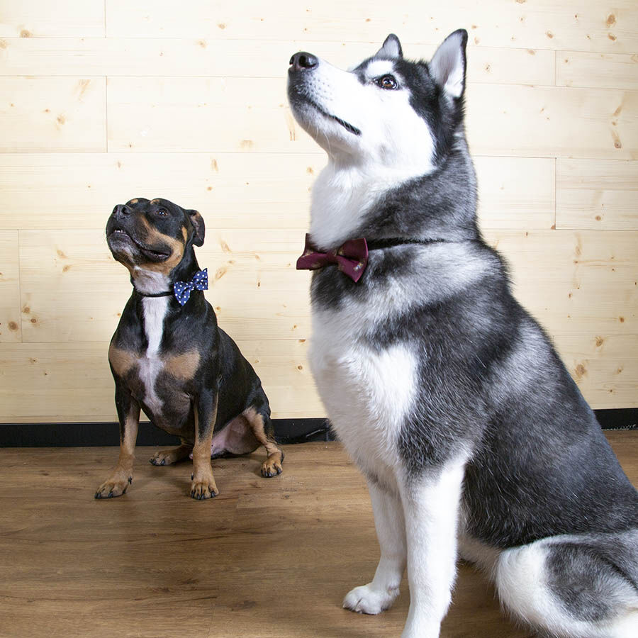 Wonder Christmas Comet Pajarita Azul para perros thumbnail