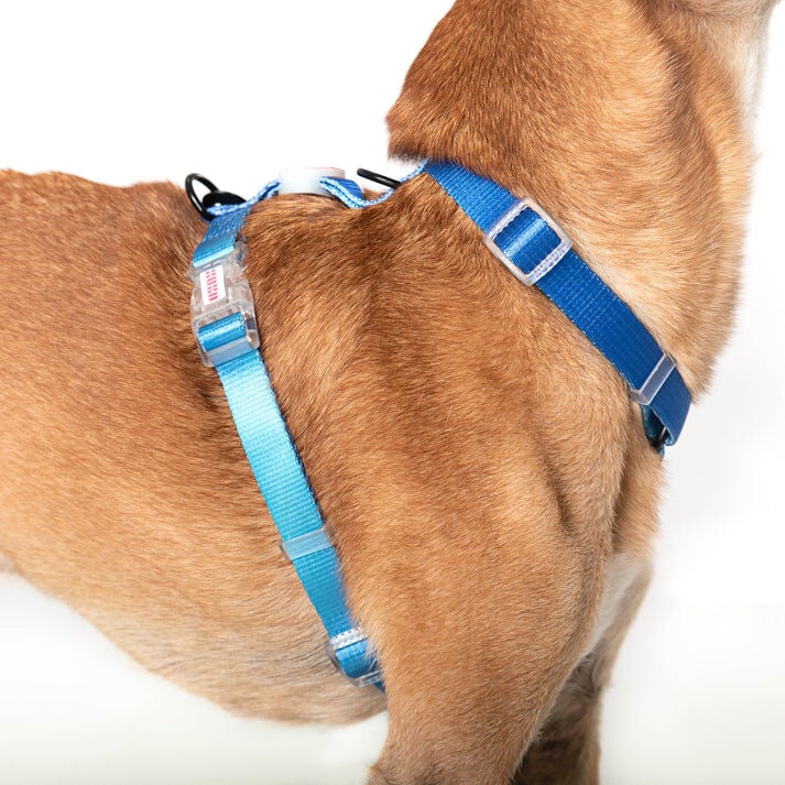 XUXO Arnés Azul NEON PARTY MIDNIGHT para perros thumbnail