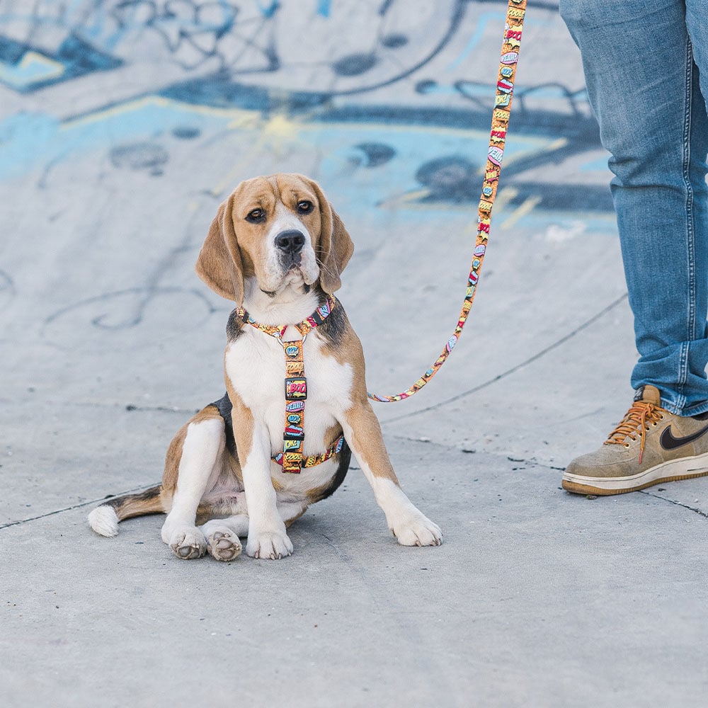 Correa de poli&eacute;ster Boom para perros color Varios, , large Imagen numero 3