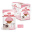 12 sobres x 85 g Royal Canin Kitten sobre en salsa para gatos &iexcl;Pack ahorro!, , large indicador imagen numero 1