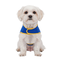 Gotoo Chaqueta Azul con Bolsillo para perros, , large indicador imagen numero 7