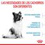 3 kg Royal Canin X-Small Puppy pienso para perros, , large indicador imagen numero 5