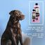 Petuxe champú potenciador de color para mascotas, , large indicador imagen numero 3