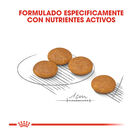 Royal Canin Dermacomfort Mini pienso para perros, , large image number null