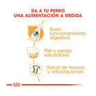 Royal Canin Adult Pastor Alemán pienso para perros , , large image number null
