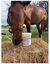 Zeotex, Suplemento Alimenticio para Caballos, , large indicador imagen numero 2