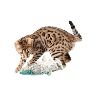 All For Paws Natural Instinct Juguete Interactivo Pez para Gatos