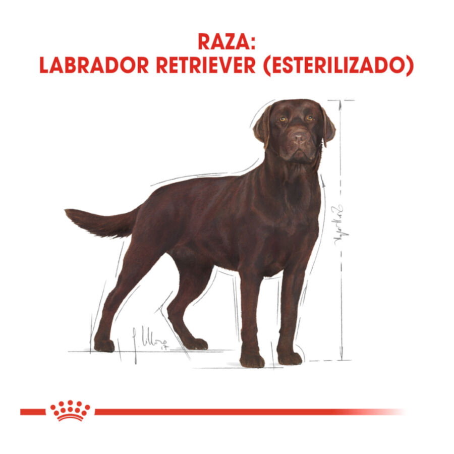 Royal Canin Adult Labrador Sterilised pienso para perros thumbnail