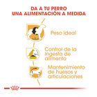 Royal Canin Adult Beagle pienso para perros, , large image number null