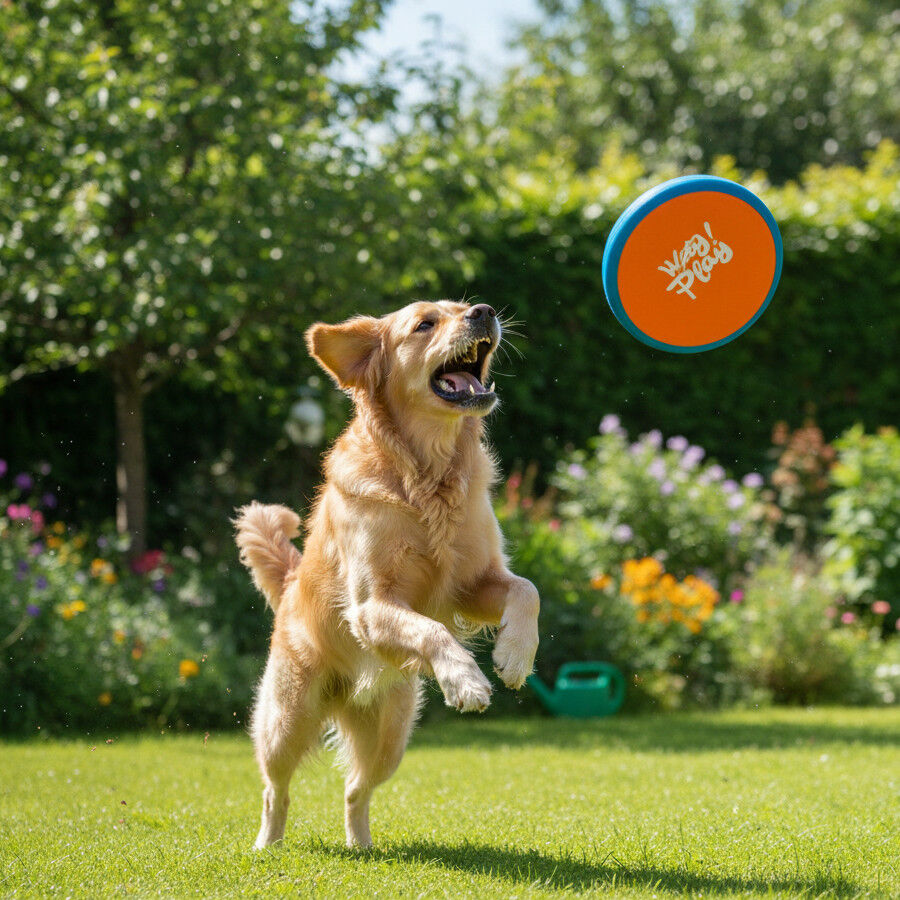 All For Paws Wag Play Juguete Frisbee Volador para perros, , large Imagen numero 1