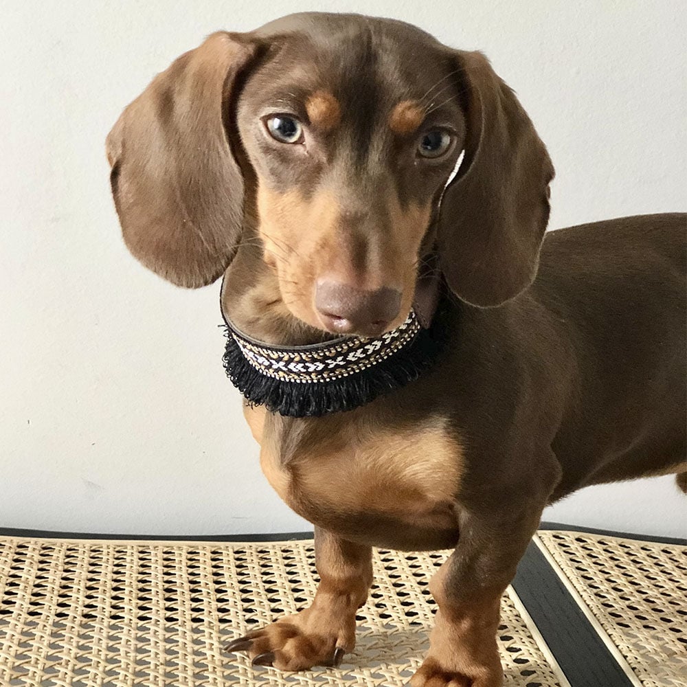 Ladran Gaucho Collar Dante para perros, , large Imagen numero 2