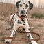 Ladran Gaucho Collar Chavo para perros, , large indicador imagen numero 2