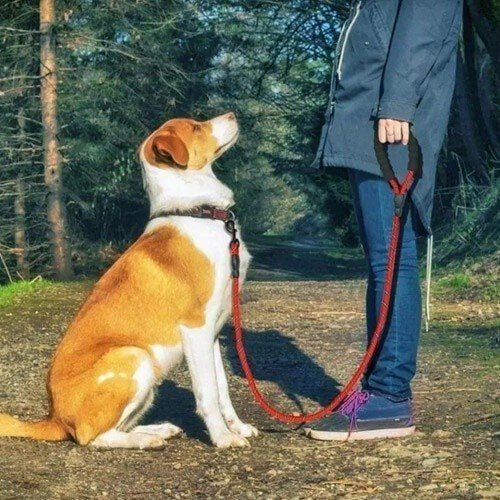 Correa MyPetCare para perro color Rojo, , large Imagen numero 3