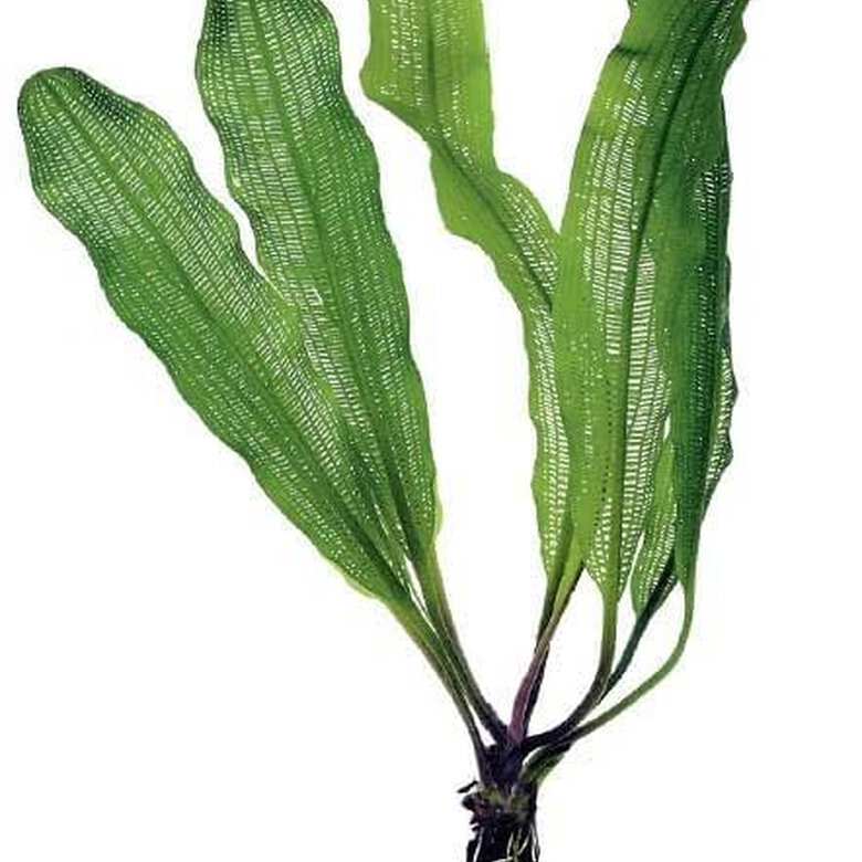 Tropica Iberia planta Aponogeton Madagascariensis, , large image number null