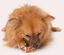 Golosina Masticable para perros Zoë Better Bones Twist de Pollo con Tomillo y Romero, 12,5 cm, 10pc, , large indicador imagen numero 4