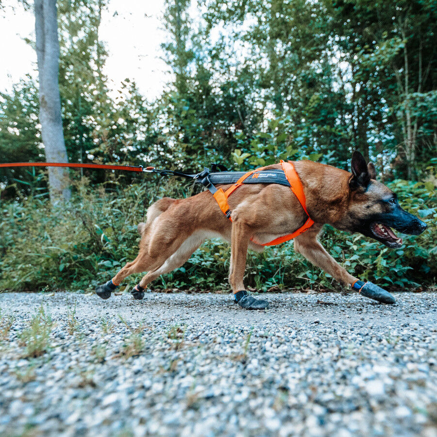 Non-stop dogwear Freemotion Arn&eacute;s Negro y Naranja para perros, , large Imagen numero 11