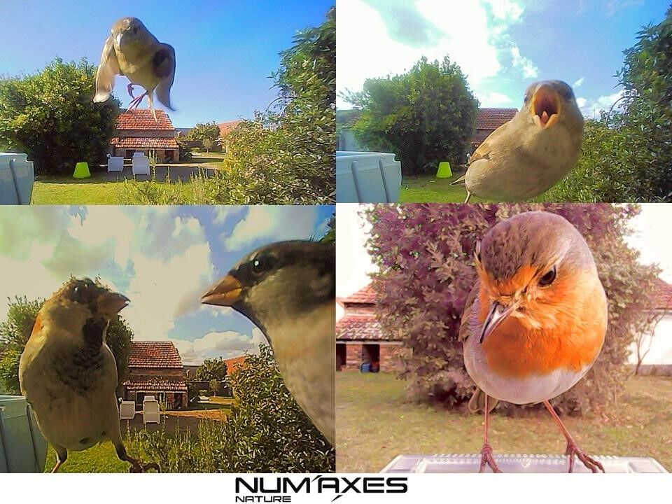 C&aacute;mara comedero para p&aacute;jaros - modelo 1074, , large Imagen numero 5