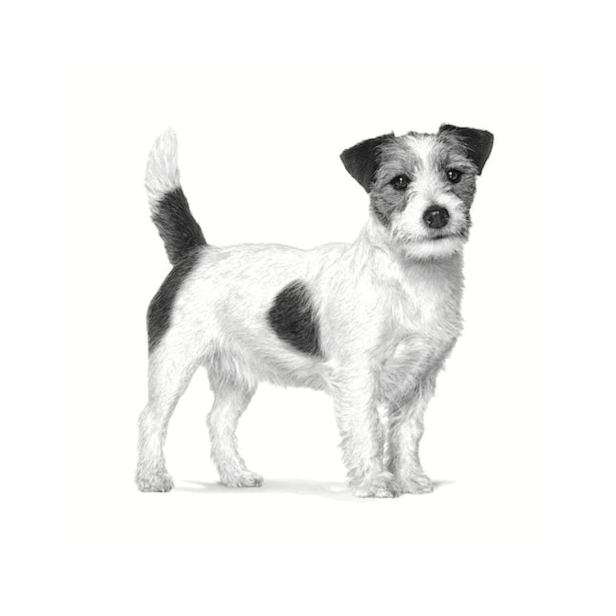 Royal Canin Anallergenic Small pienso para perros thumbnail