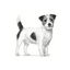 3 kg Royal Canin Anallergenic Small pienso para perros, , large indicador imagen numero 3