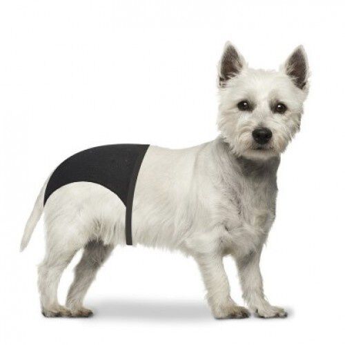 Pa&ntilde;ales Slip para perros, , large Imagen numero 1