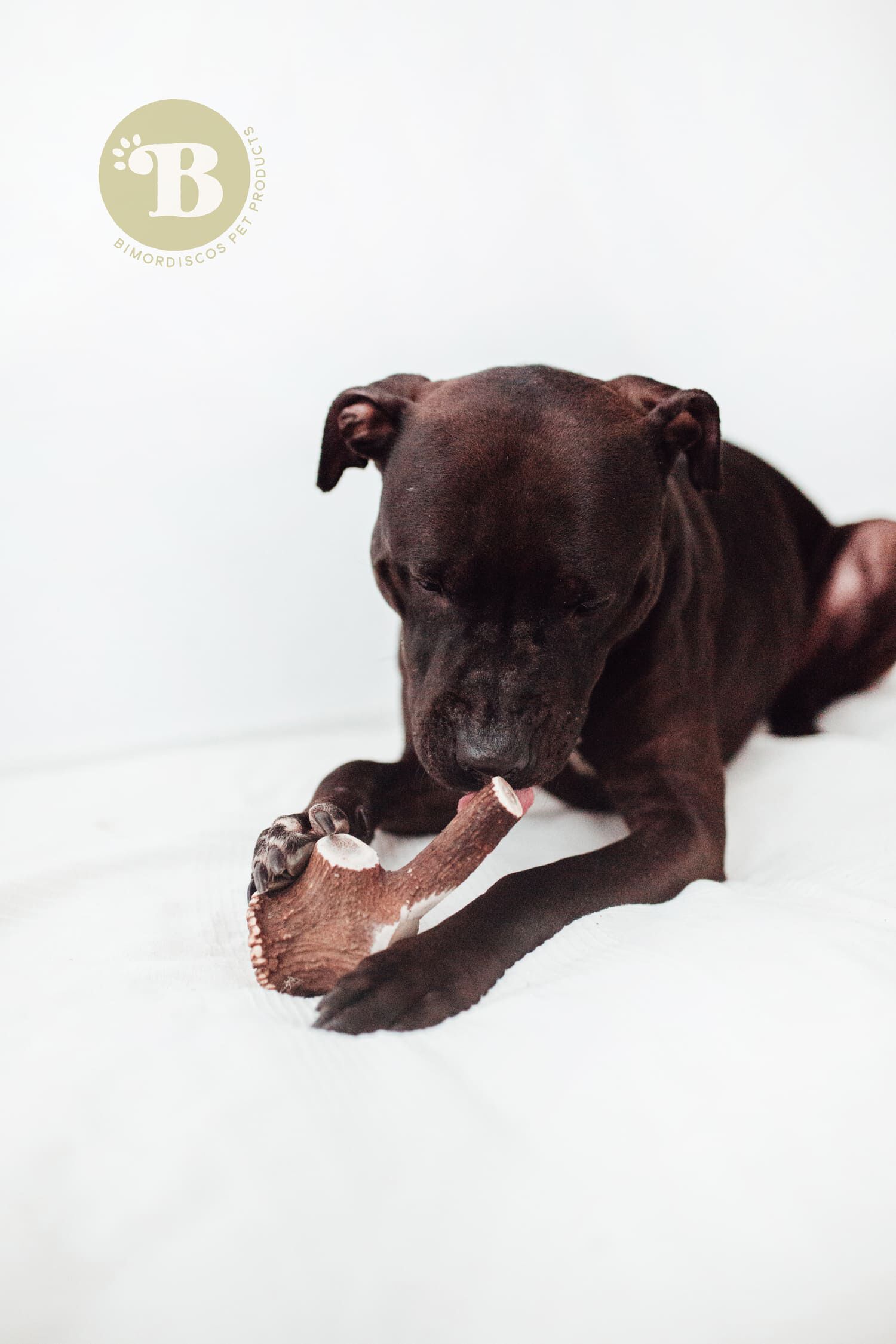 BIMORDISCOS Asta de Ciervo para Perros thumbnail