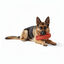 All For Paws Pantuflas Air Pups Juguete para perros &nbsp;, , large indicador imagen numero 2