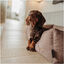 Hunter Boston Cozy Cama Marrón para perros, , large indicador imagen numero 5