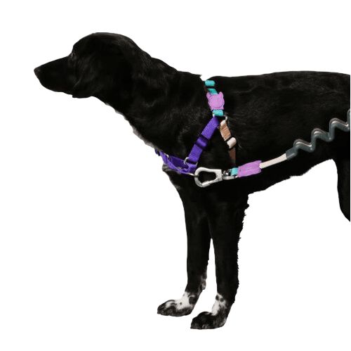 Arn&eacute;s Zee.dog SOFT-WALK BOOGIE M, , large Imagen numero 3