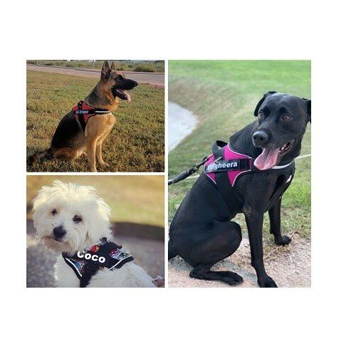 Arn&eacute;s Super Doggy personalizado leopardo color Rosa, , large Imagen numero 3