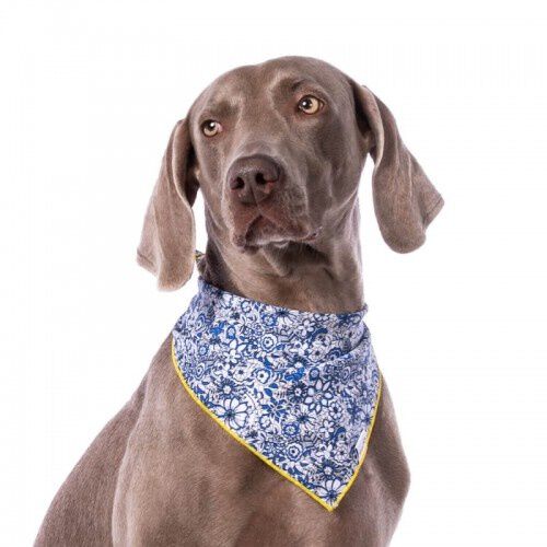 Bandana para perros estampado flores color Azul, , large Imagen numero 1