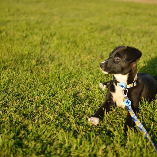 Correa Nebula para perros color Multicolor, , large Imagen numero 2