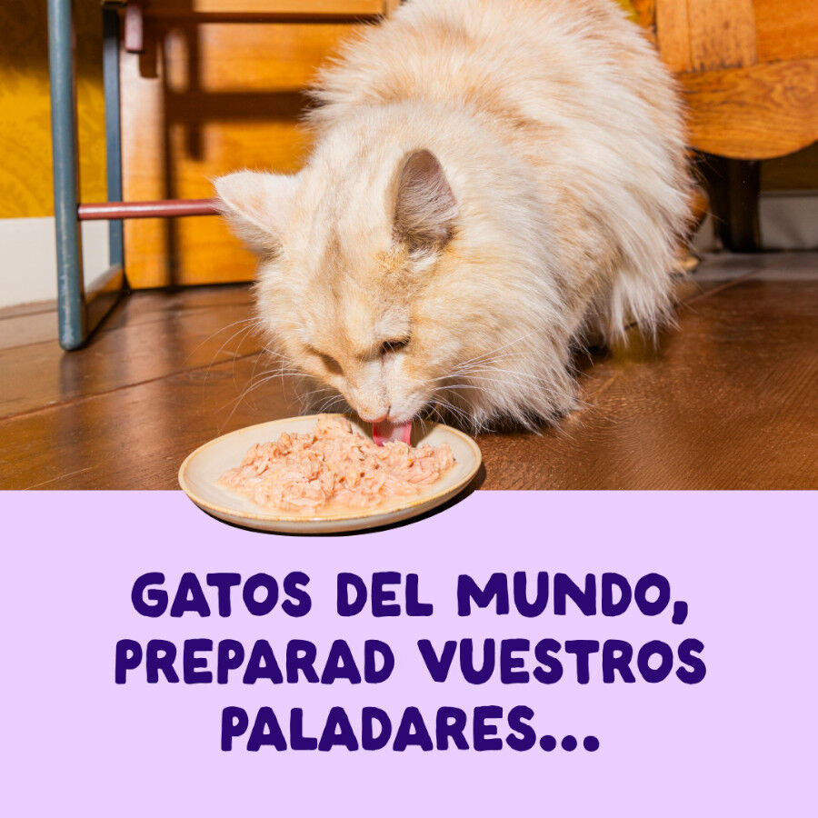 70 g Edgard & Cooper Filetes de Salm&oacute;n y At&uacute;n Lata para gatos, , large Imagen numero 2