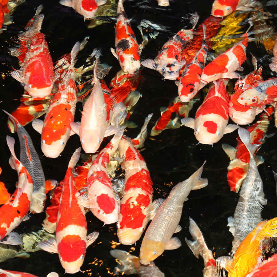 JBL ProPond Flakes alimento para peces thumbnail