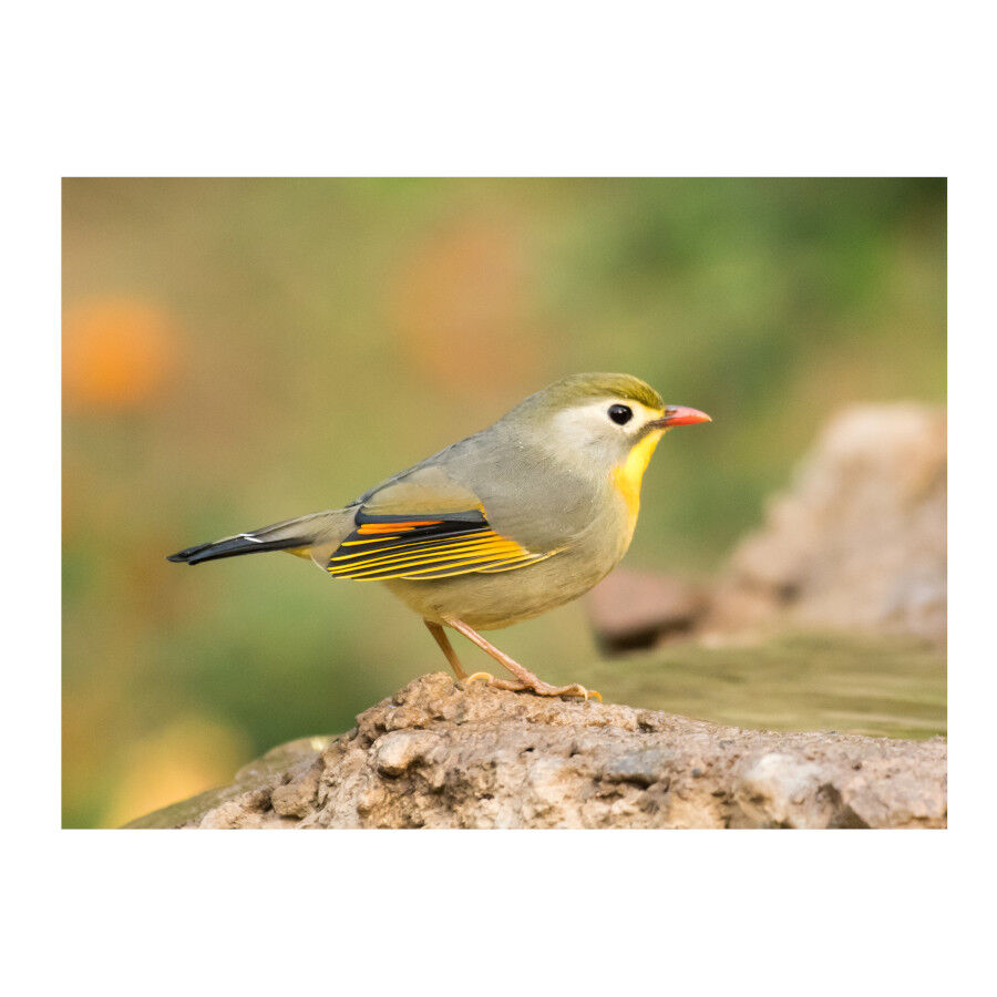 Beaphar MultiVitaminas para p&aacute;jaros en estados carenciales, , large Imagen numero 2