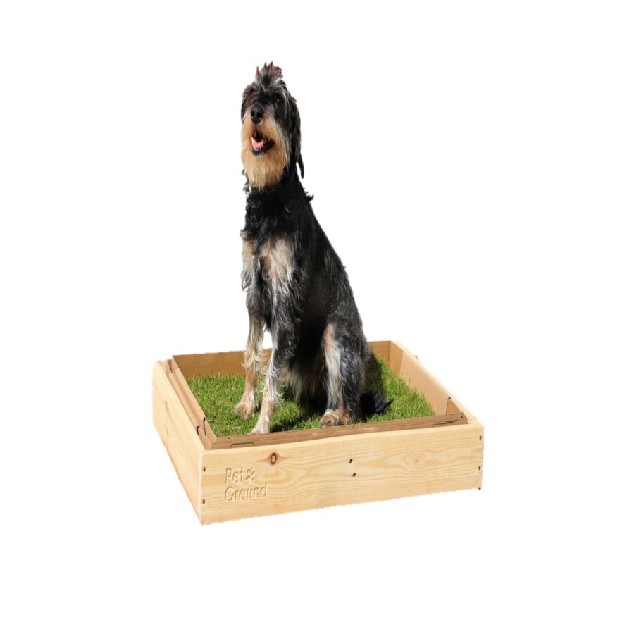 Caja de sale madera para perros