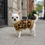 Gotoo Jersey Punto Estampado Leopardo para perros, , large indicador imagen numero 1