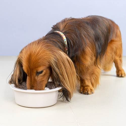 Ibañez Come-despacio comedero antivoracidad azul o blanco para perros thumbnail