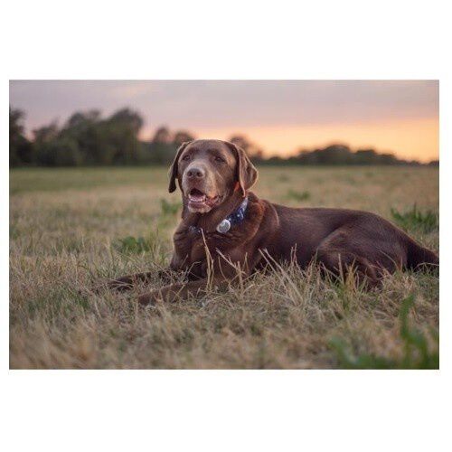 Petcare Rastreador de Actividad y Comportamiento para perros, , large Imagen numero 4