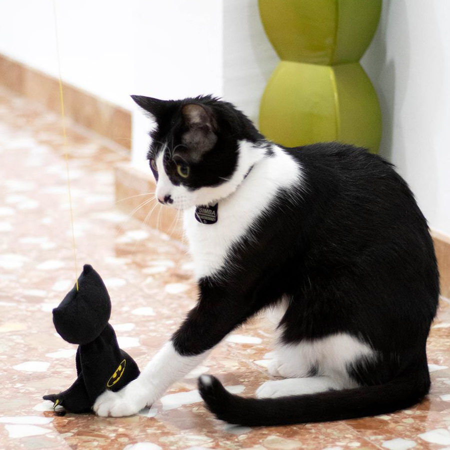 DC Comics Batman ca&ntilde;a para gatos, , large Imagen numero 4