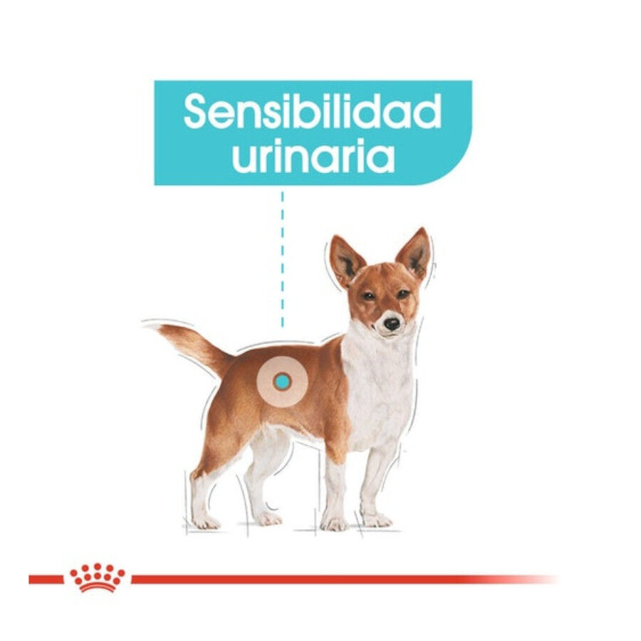 Royal Canin Urinary Care Mini pienso para perros thumbnail