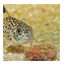 JBL Novotab Pastillas para peces, , large indicador imagen numero 5