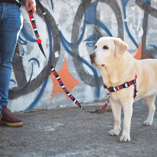 Correa Slide para perros color Multicolor, , large Imagen numero 3