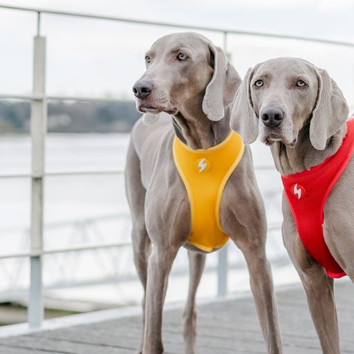 Arn&eacute;s reversible Neo Mesh Brutus para perros color Amarillo, , large Imagen numero 4