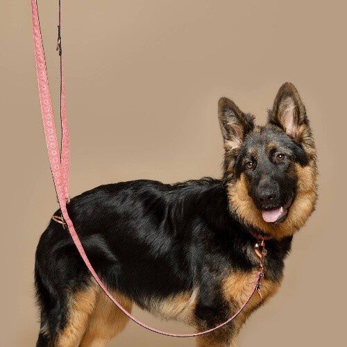 Baona correa haina multiposici&oacute;n de nylon reciclado rosa para perros, , large Imagen numero 2