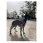 Freedog Cool Pro Tech Fucsia Arnés Refrescante Deportivo para perros, , large indicador imagen numero 6