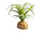 Planta Tillandsia de decoración para terrarios, , large indicador imagen numero 3