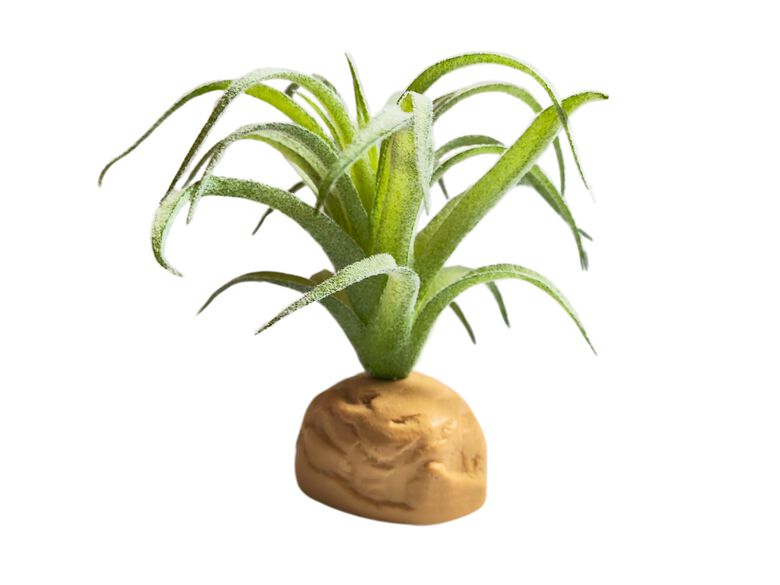REPTILHÁBITAT PLANTA TILLANDSIA DE DECORACIÓN PARA TERRARIOS thumbnail